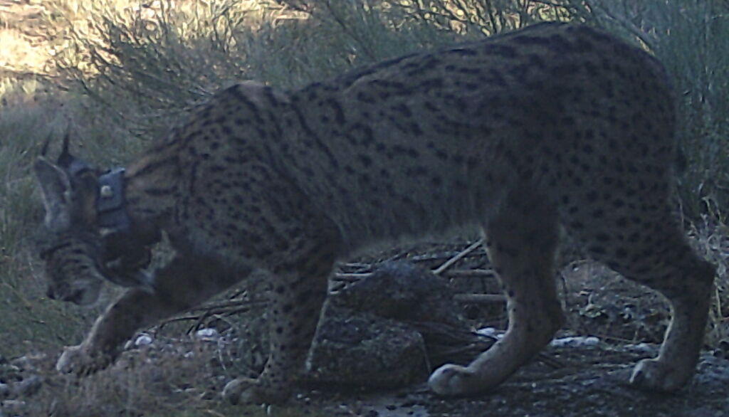 7e1391a7-99b5-4d41-8882-e9b6a6c5878c