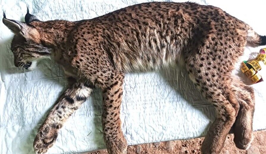 68bc9233-d8e5-440a-8da9-1717f75f8fc7