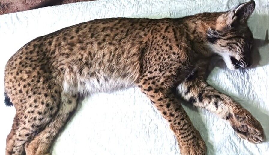 68bc9233-d8e5-440a-8da9-1717f75f8fc7