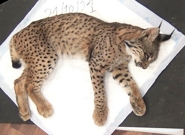 52839e48-d9cb-4a53-a0bd-028f8877976c