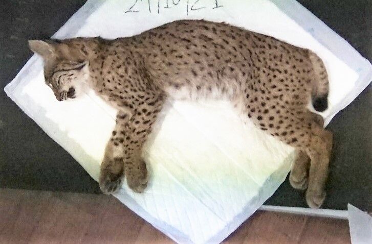 52839e48-d9cb-4a53-a0bd-028f8877976c