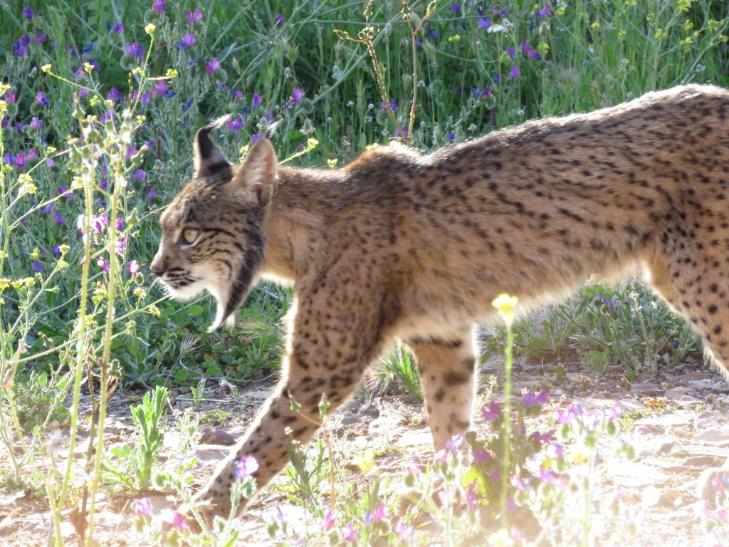 34085749-ea66-446b-97d1-eaa4daa6fff7