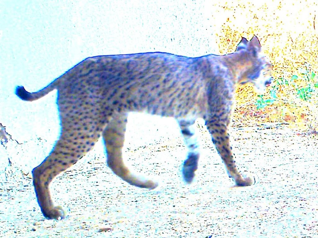 34085749-ea66-446b-97d1-eaa4daa6fff7